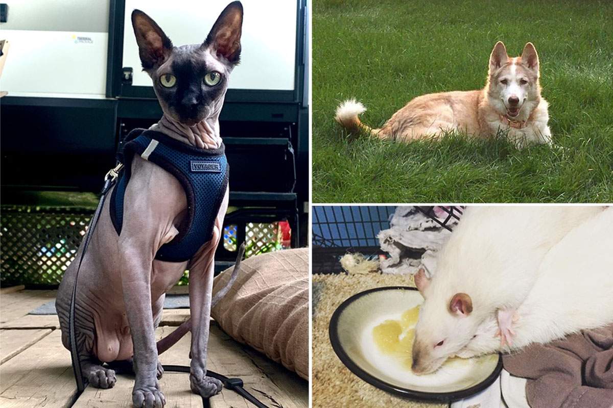 Fenwick, Pekoe, Peng Deilan and Avery Ho have all been entered into the contest.