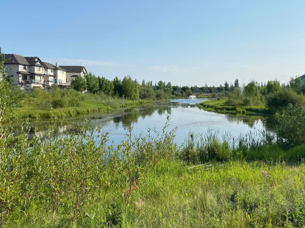 This storm water pond was naturalized in stages, beginning in 2005. This year, the naturalized area is expanding once again.