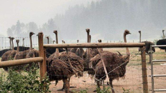 About 500 ostriches live on this farm in Edgewood B.C. and they can’t be evacuated despite wildfires burning all around them.
