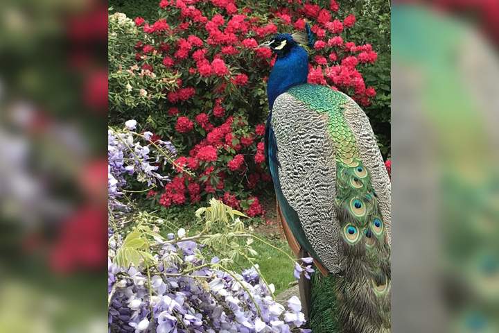 A peacock known as Peony, Mr. P and Azul is shown in McKinleyville, Calif.