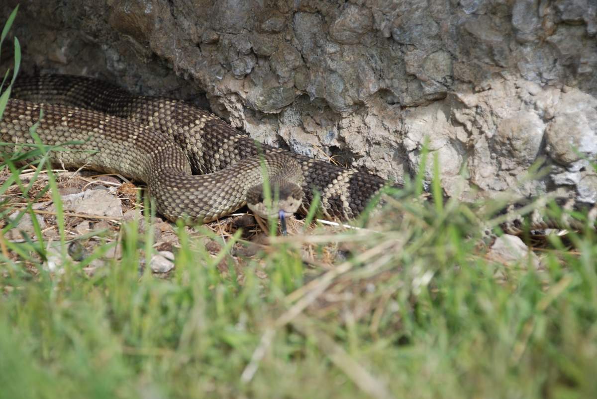 The Western rattlesnake is a federally-listed species at risk that lives in the South Okanagan.