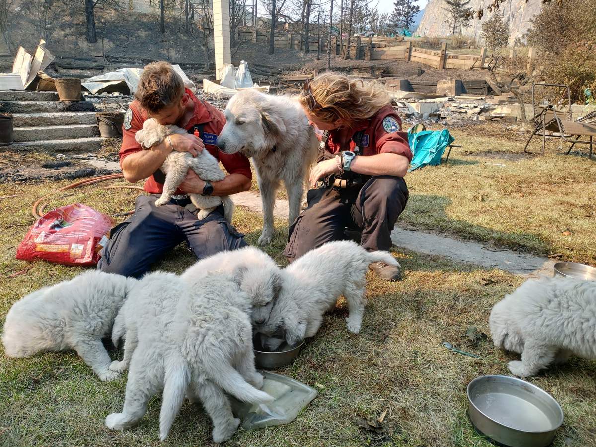 Firefighters Olivia Hughes and Chad Goldney comfort and greet the Thorpe’s animals after a devastating wildfire swept through the village.
