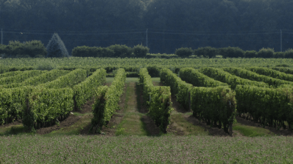 Ontario to deliver $10M pandemic relief program to wineries, cideries with on-site stores - image