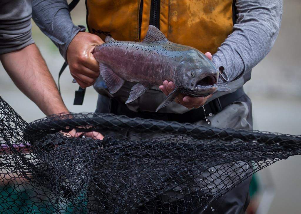 Pacific salmon can no longer access hundreds of kilometres of spawning streams or floodplain habitat after decades of urban, agricultural and resource development around B.C.'s Lower Fraser River, a study by researchers at the University of B.C. has found. THE CANADIAN PRESS/Darryl Dyck.