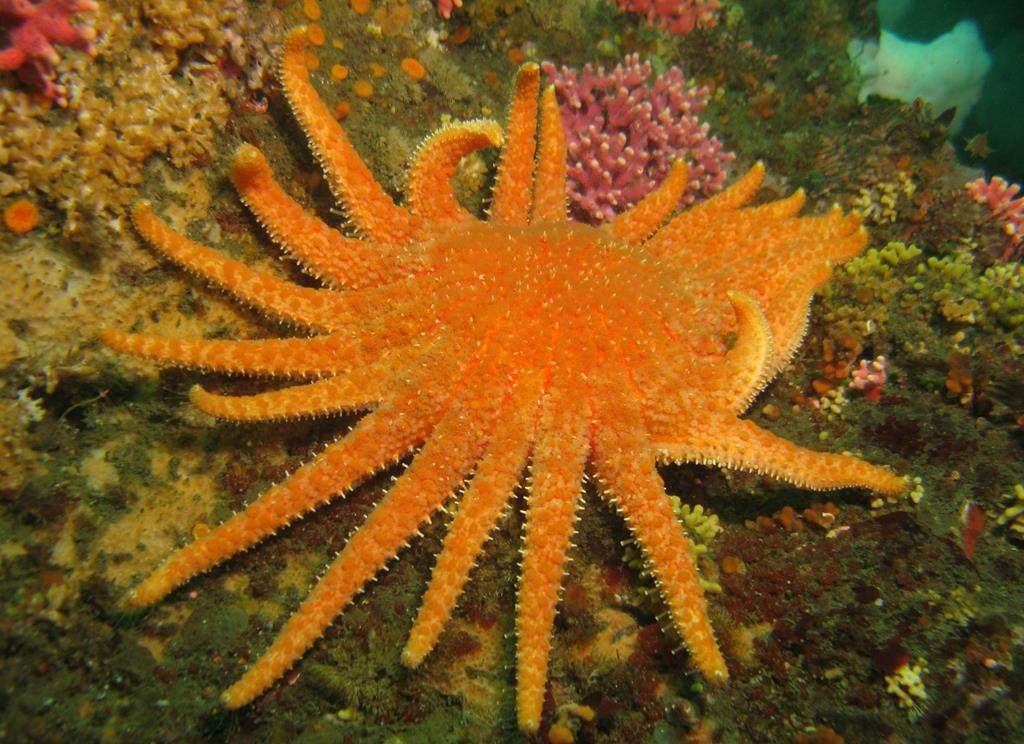A sunflower star on the Olympic Coast of Washington is shown in this undated handout photo. Sea stars in the waters off British Columbia that died off in the billions about a decade ago are not recovering as expected, an expert says. THE CANADIAN PRESS/HO, Janna Nichols *MANDATORY CREDIT*.