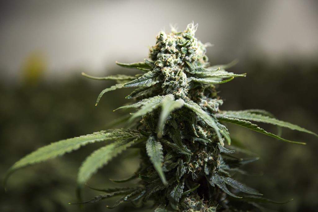 Cannabis plants grow inside of Thrive Cannabis' production facility in Simcoe, Ont. Tuesday, April 13, 2021. 