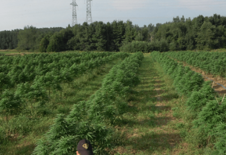 dufferin county illegal cannabis grow-op