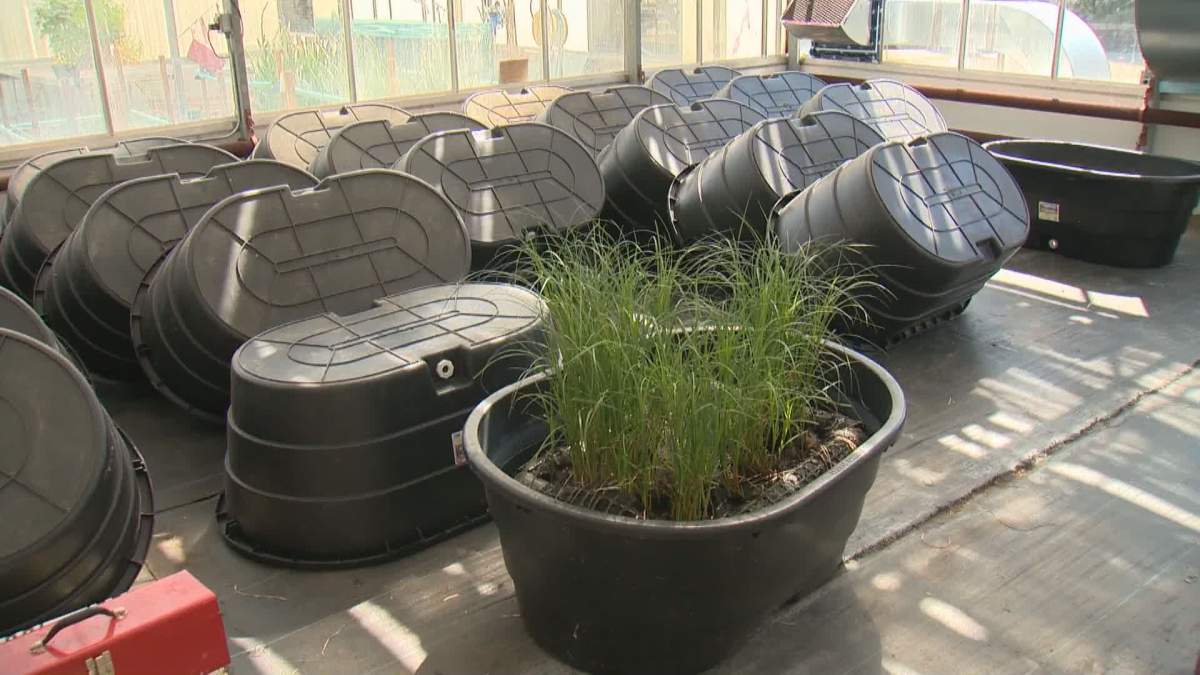 Researchers at Olds College are using floating islands of native plants, like water sedge, in an effort to remove contaminants from water on farms.
