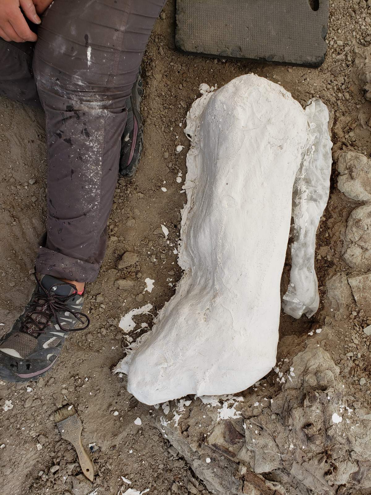 Part of a harosaur skeleton being excavated by University of Alberta students in the Badlands.