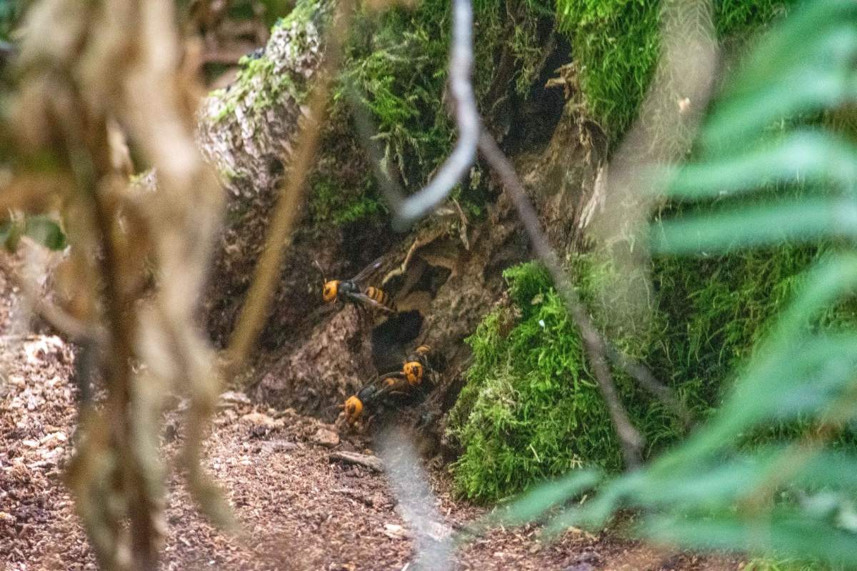 Asian giant hornets enter and leave the nest entrance at the base of a tree in rural Whatcom County, Washington state. 
