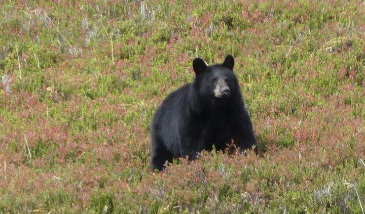 A 2017 file photo of a black bear.
