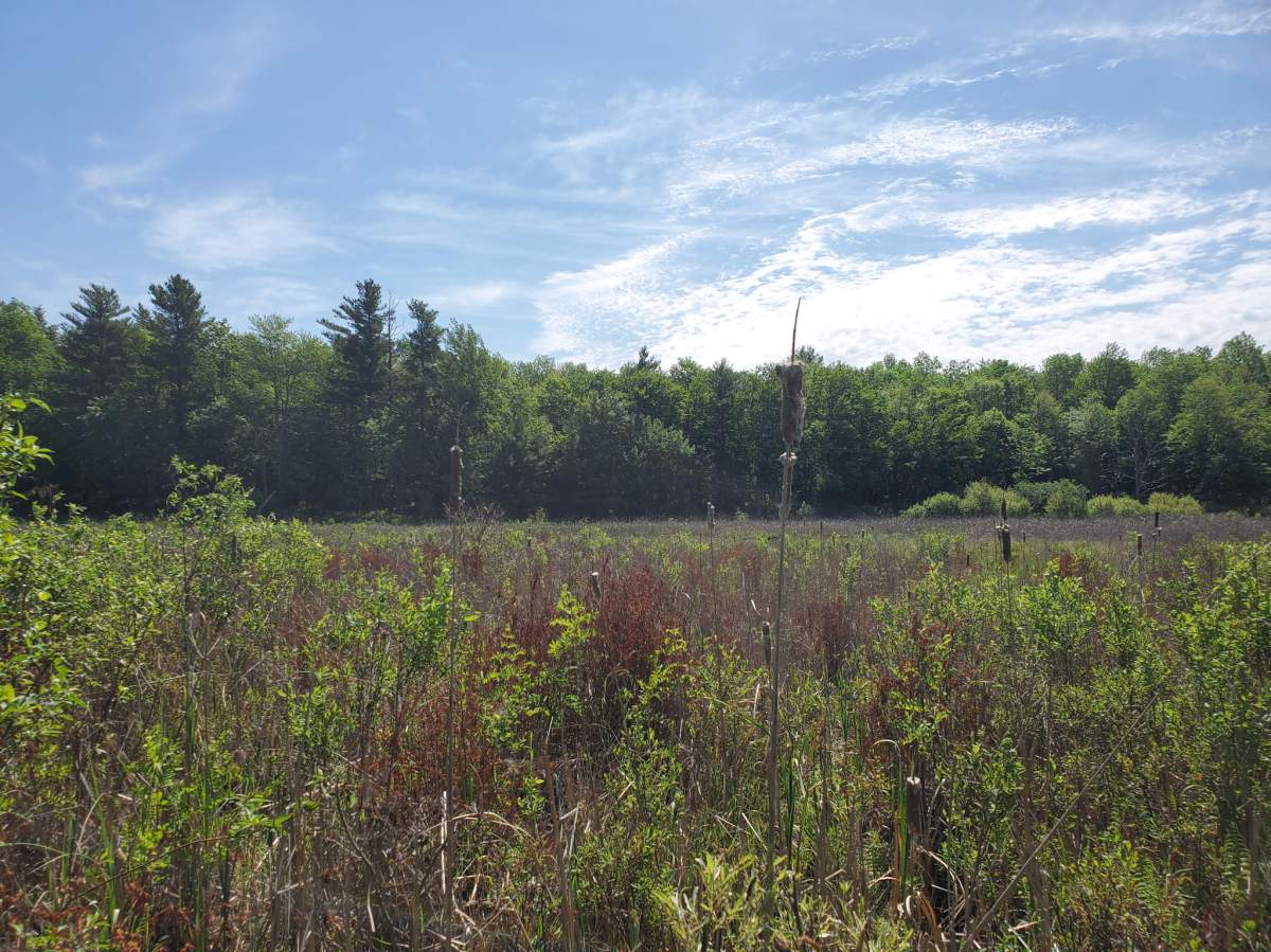 The Nature Conservancy of Canada has acquired a 0.83 square kilometre property on Devil Lake, about 40 kilometres north of Kingston. 