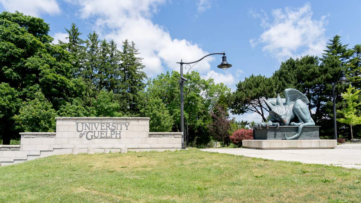 University of Guelph introducing Black Canadian studies program next year - image