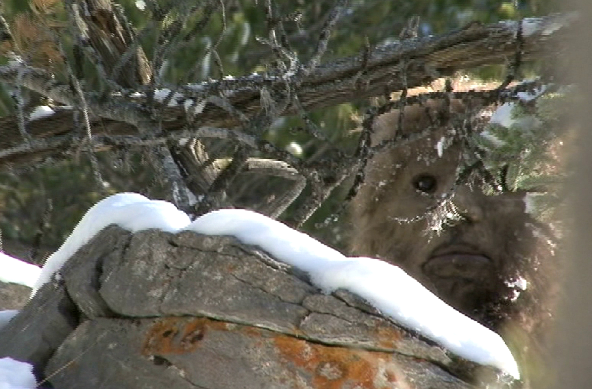 Screengrab from alleged ‘Bigfoot’ video captured in Radium, B.C., 2009.