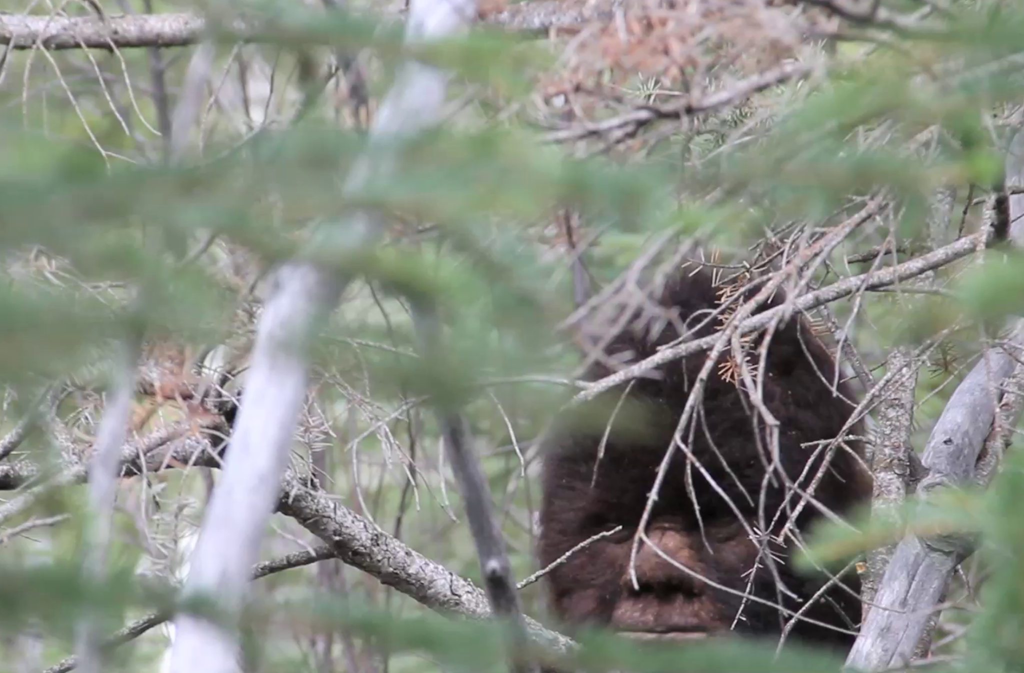Screengrab of video filmed in Radium, B.C., 2010.