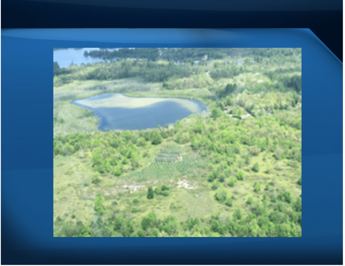 OPP seized nearly 1,000 marijuana plants from a property just east of Buckhorn in the Municipality of Trent Lakes.