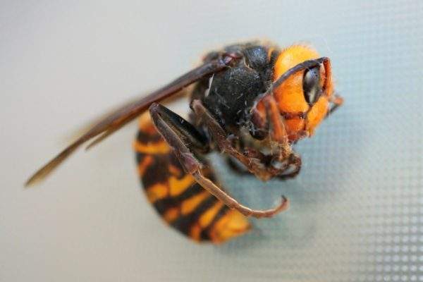 A close-up of an Asian giant hornet.