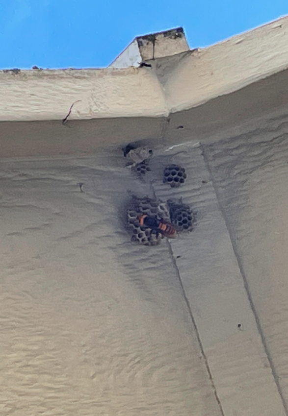 Murder hornet sighting