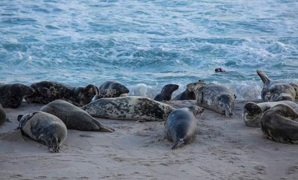 Grey seals on Sable Island (Damian Lidgard).