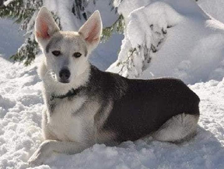 A B.C. family is pleading for the return of their 11-year-old dog Kali, after she was stolen with their Subaru in Coquitlam on Thursday. 