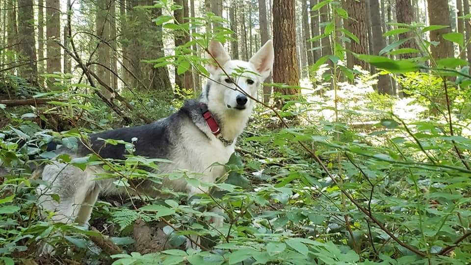 Kali