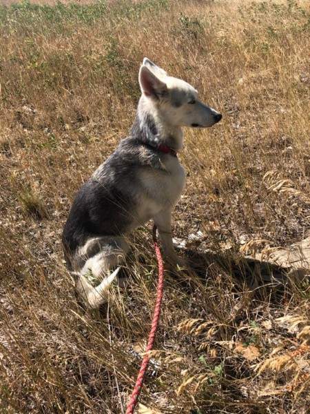 ‘Keep the car’: B.C. family pleads for return of dog stolen with their vehicle - image