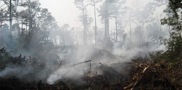 Despite potentially unprecedented drought, deep-layer ‘zombie fires’ are not a concern - image
