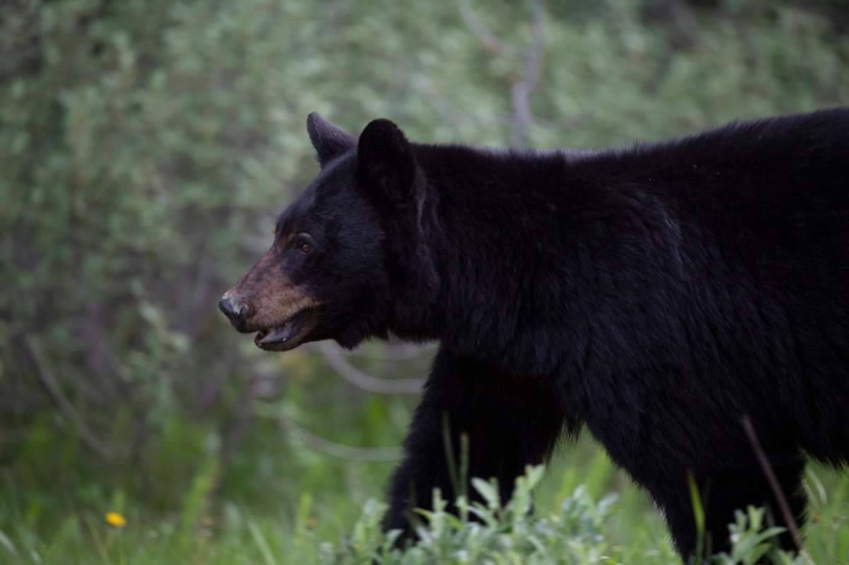 FILE. More bear sightings are being reported throughout the region.