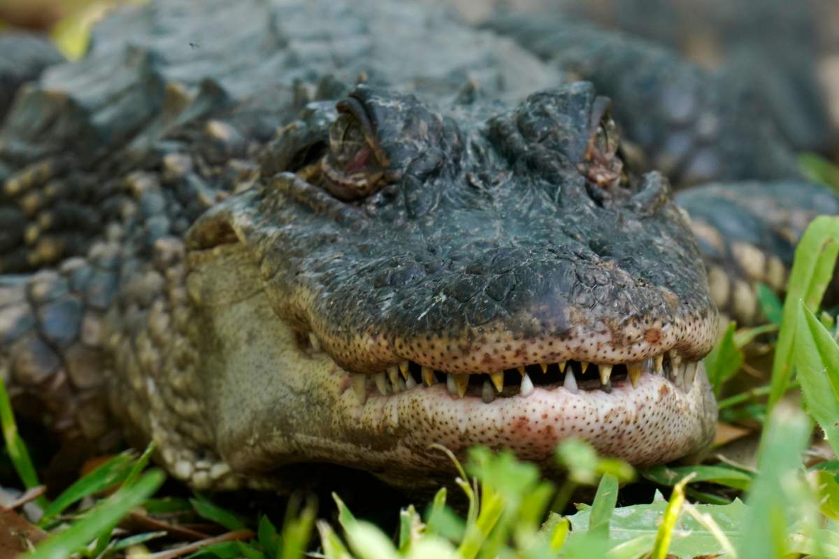 An alligator is seen on Avery Island, La., where Tabasco brand pepper sauce is made, Tuesday, April 27, 2021.