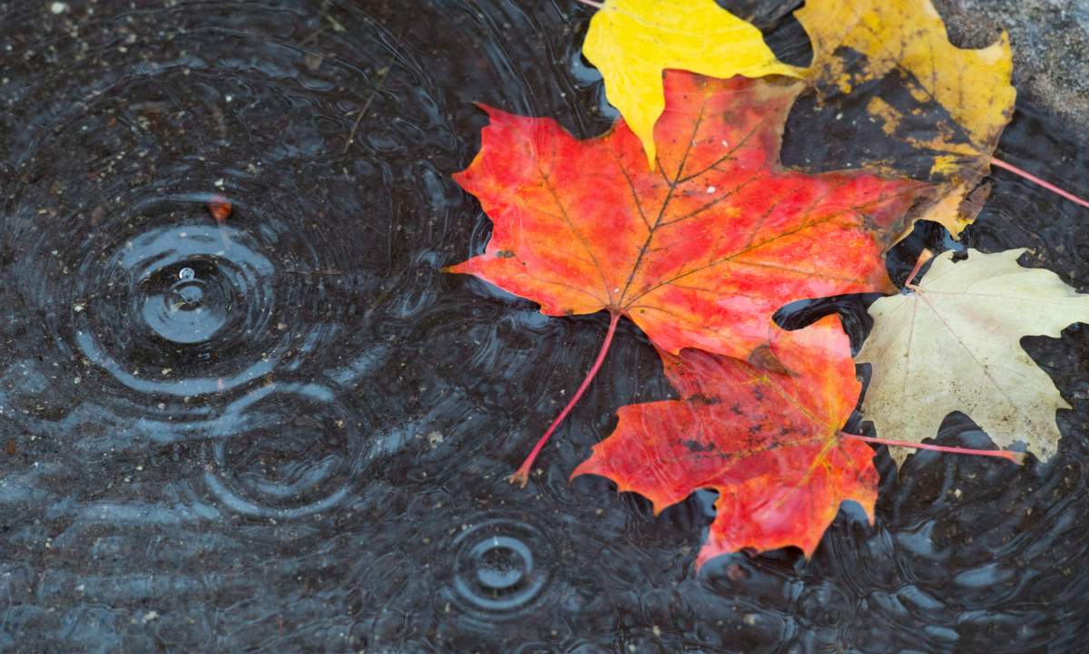 Maple leaves floating in a pond.