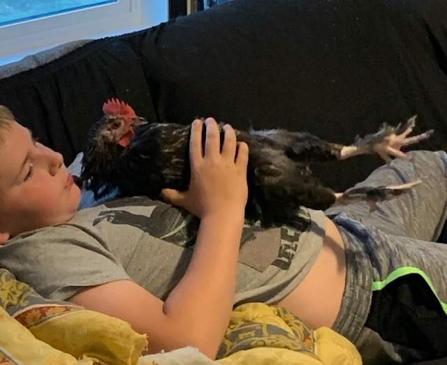 Patyon Williams with his rooster Astroid. Astroid crows in the morning until Payton snuggles him.