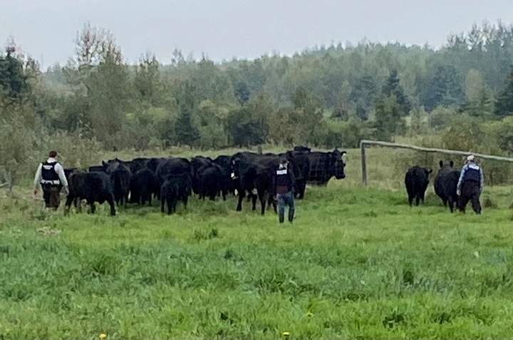 Fraudulent cattle sales in Saskatchewan and Alberta have landed fraud charges for two residents of Two Hills, Alta.