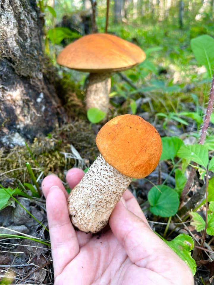 Self-described “shroomer” Shel Zolkewich holds up a boletus mushroom.