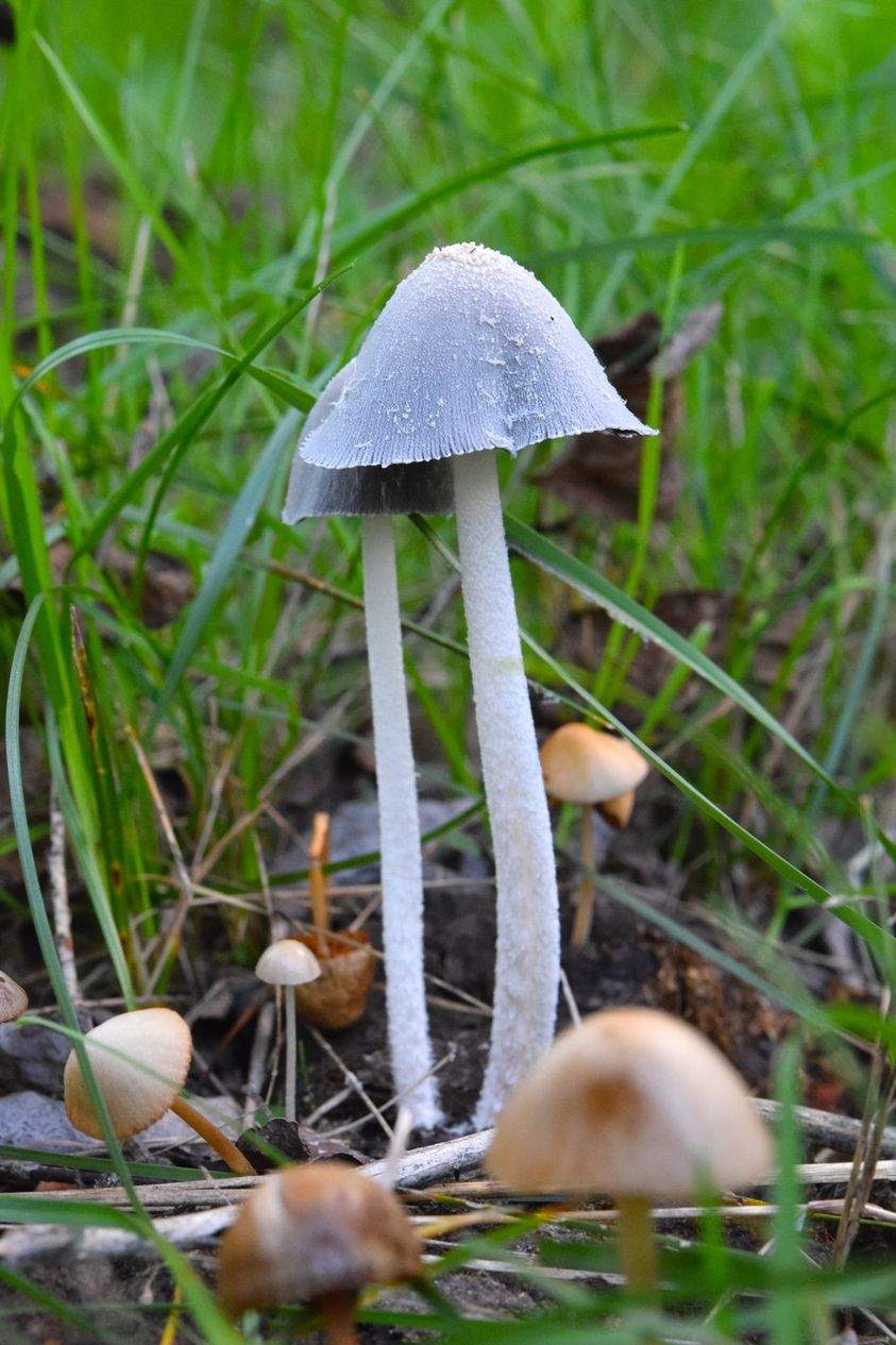 Another patch of mushrooms