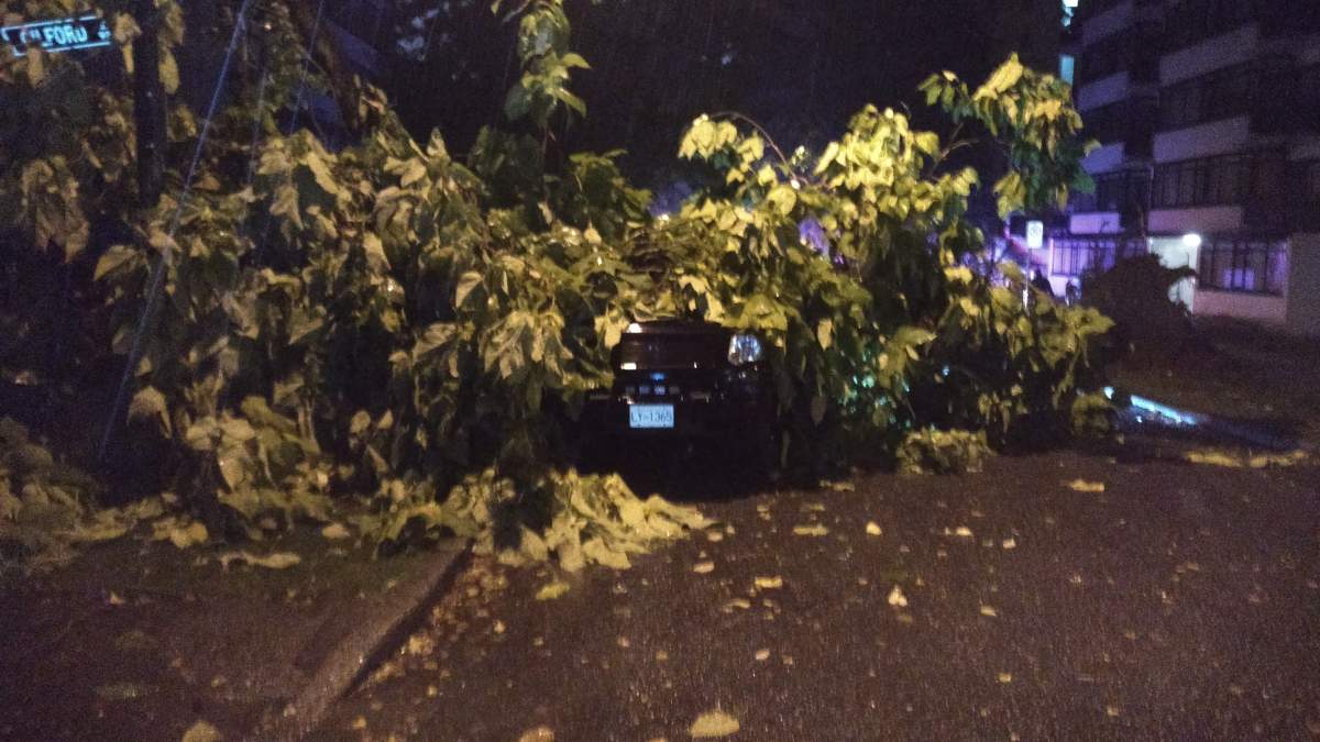 Police roped off a portion of Nelson Street west of Denman Street on Thursday morning after a large tree came crashing down during an overnight storm.