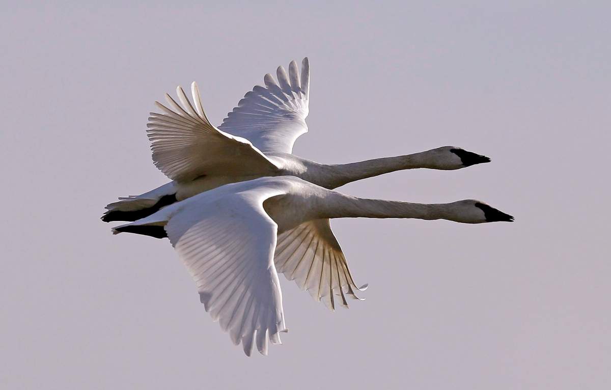 The Ontario government is investigating the shooting of a trumpeter swan in the Municipality of Trent Lakes.