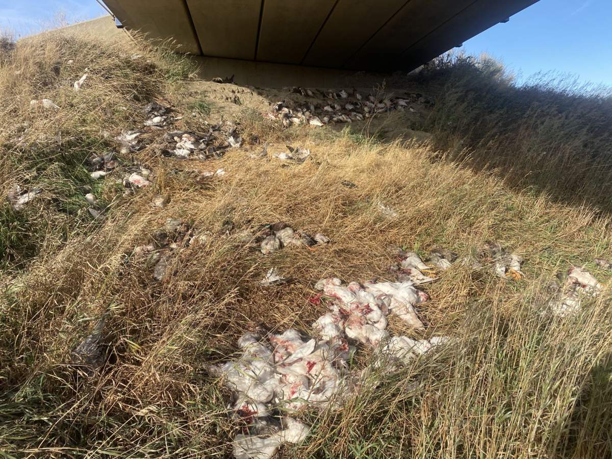 A photo of waterfowl that were illegally dumped in southwest Saskatchewan.