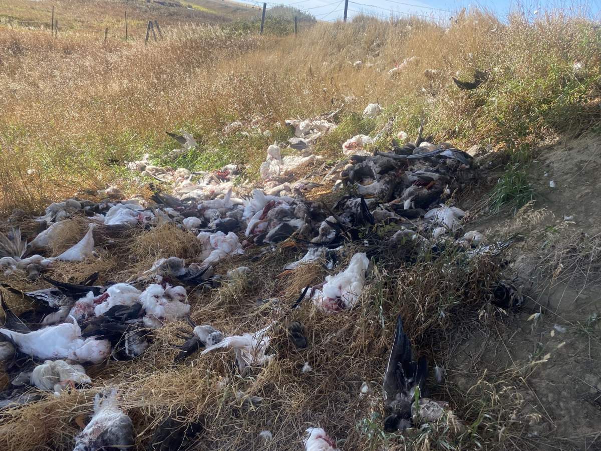 Conservation officers say 107 waterfowl were illegally dumped under a bridge in southwest Saskatchewan last week.