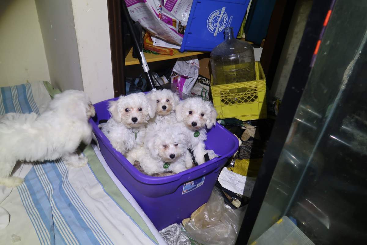 photos of the dogs