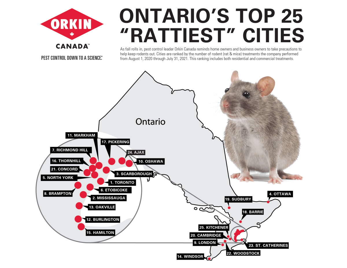 List of Ontario’s ‘rattiest’ cities released: Did your hometown make the cut? - image