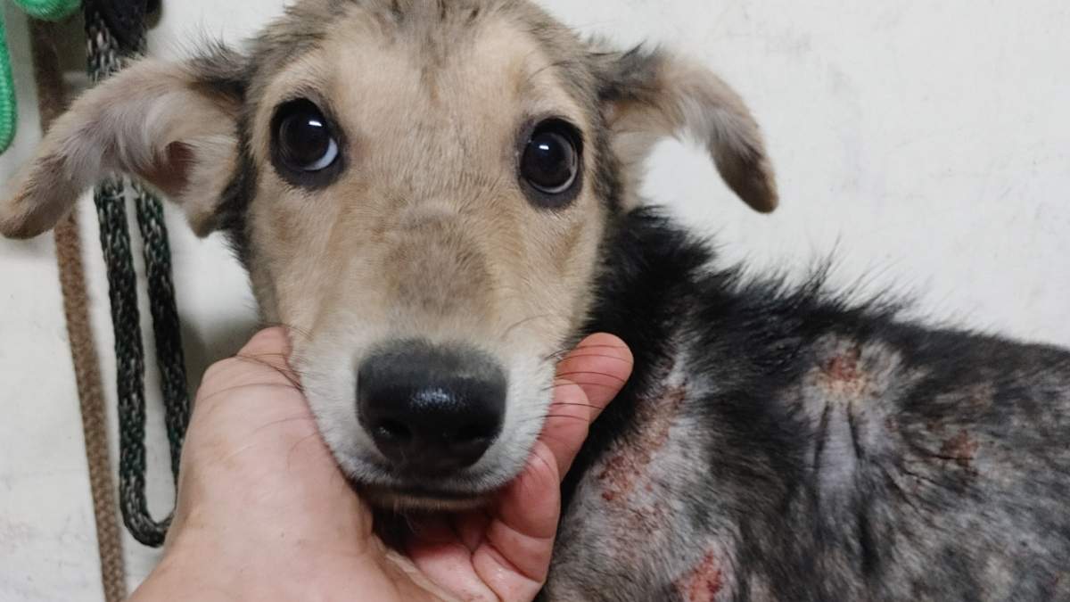 One of more than 52 dogs rescued from a Burford, Ont., home on Oct. 2, 2021. OPP say the dogs, some cats and a turtle were rescued from the residence after a man was taken to hospital following an ambulance assistance call.