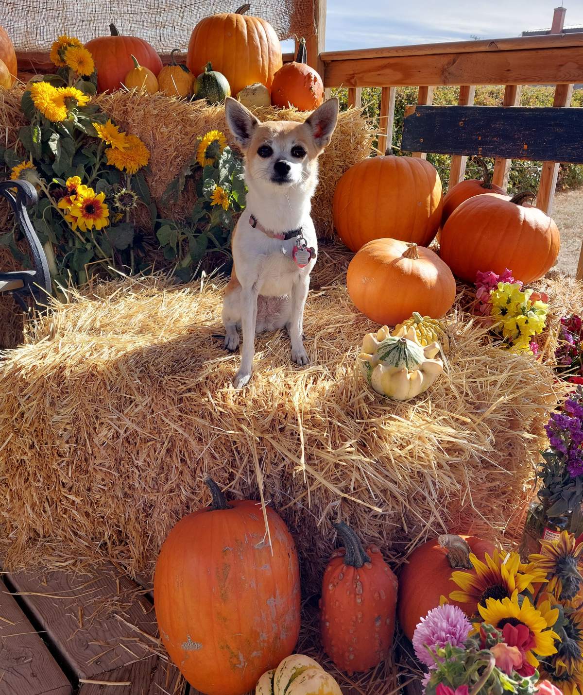 The Your Saskatchewan photo of day for Oct. 31 taken by Barb Sjodin in Outlook.