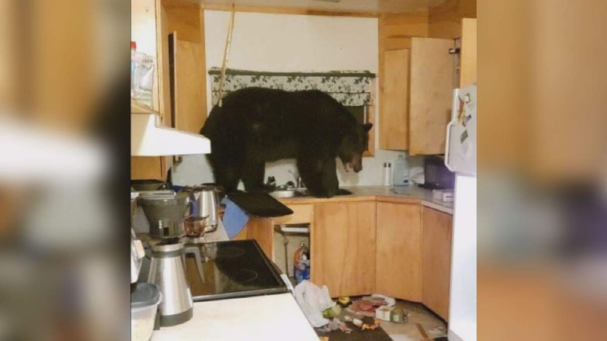 A black bear was quite happily rooting through Kyle Storie’s refrigerator when the Edgewood, B.C., resident interrupted him at 4 a.m. Storie managed to get the bear out of the house safely a few minutes later.