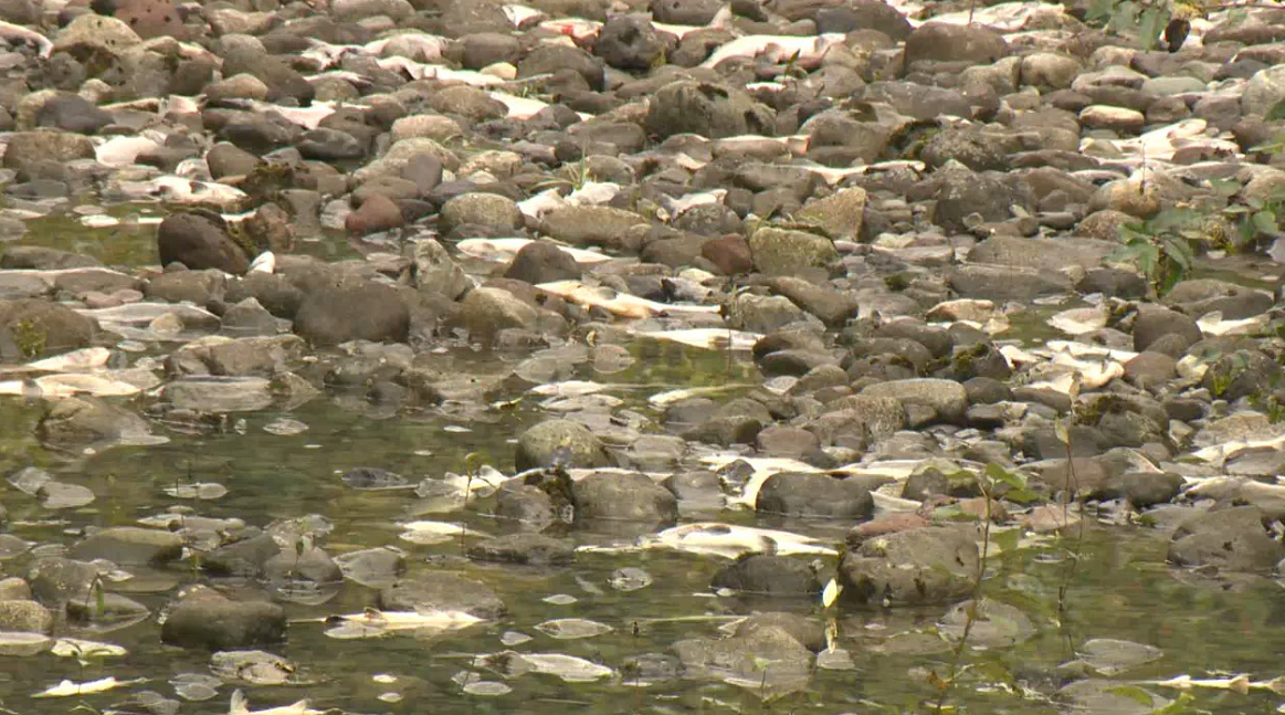 Hundreds of dead fish seen on the Cheakamus River.