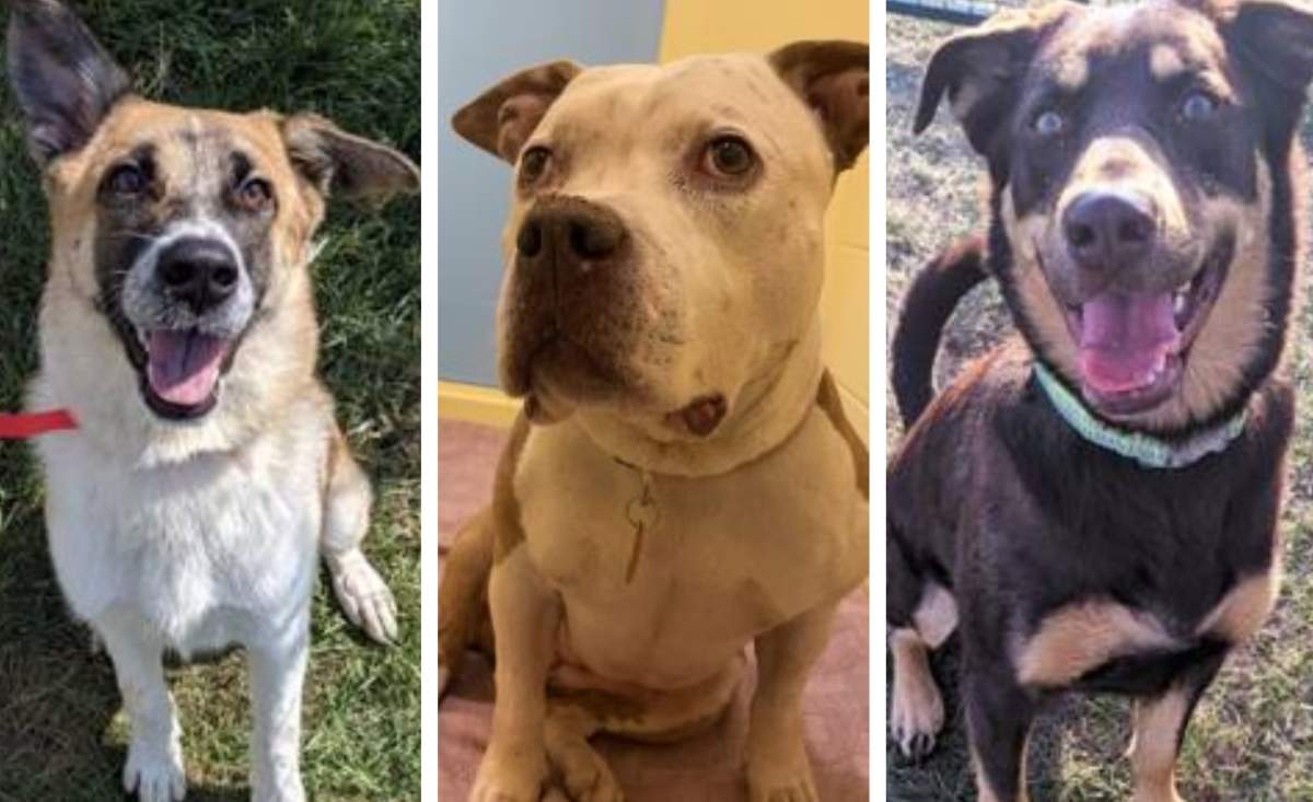 Adoptable dogs at the Calgary Humane Society.