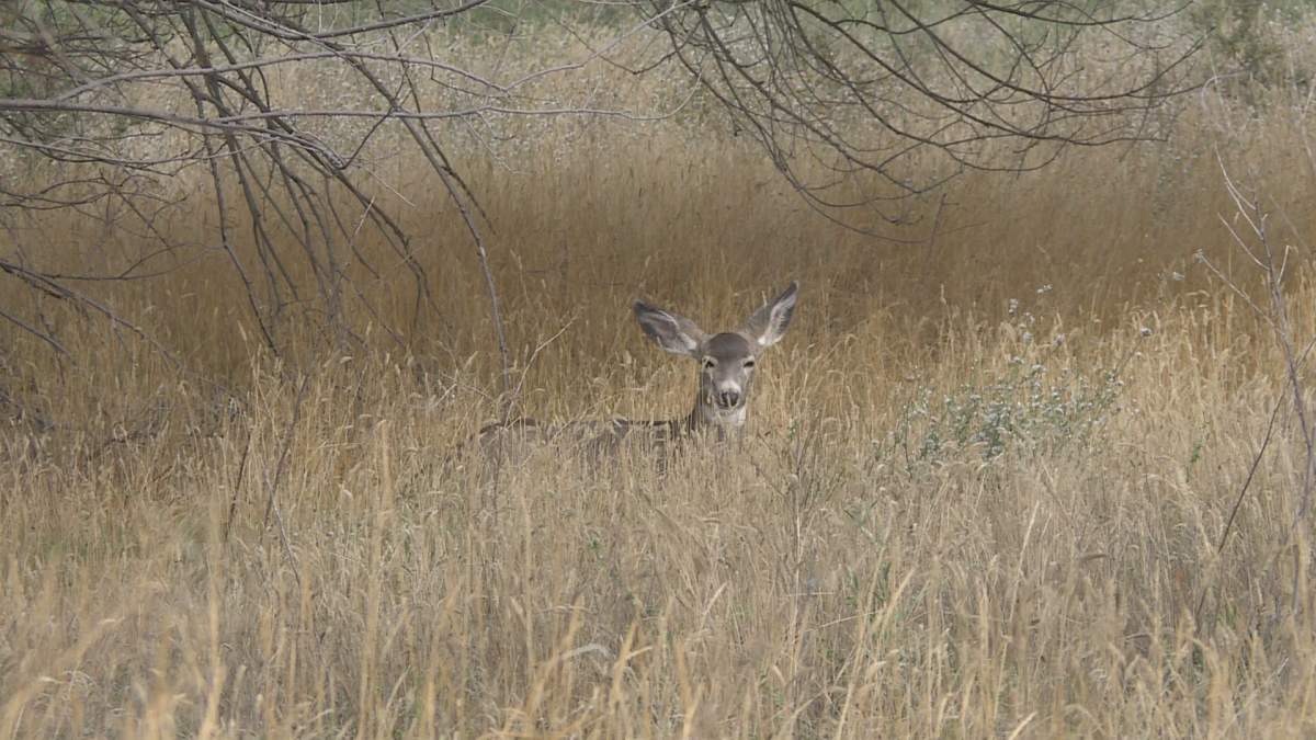 A deer grazing in Vernon, B.C. 
