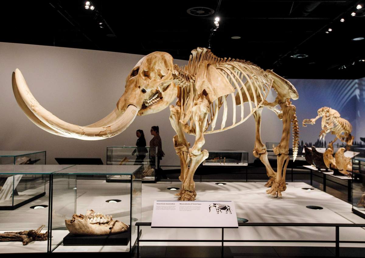 Mastodon skeleton
