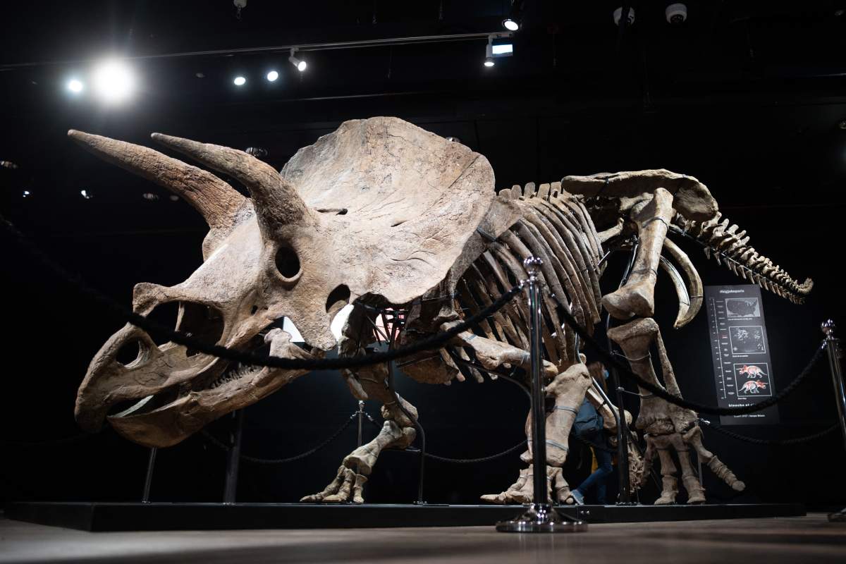 Triceratops skeleton