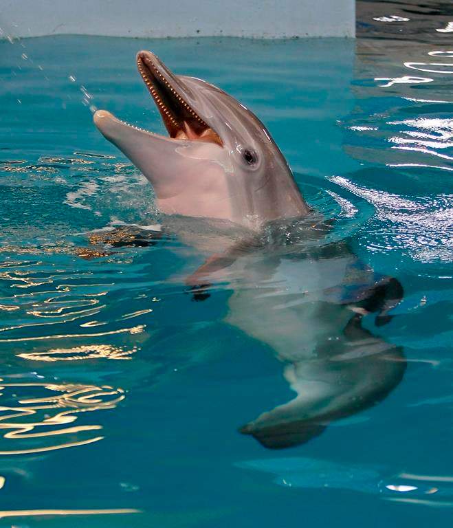 Winter the dolphin plays in the water at the Clearwater Marine Aquarium, Sunday, June 17, 2018, in Clearwater, Fla.