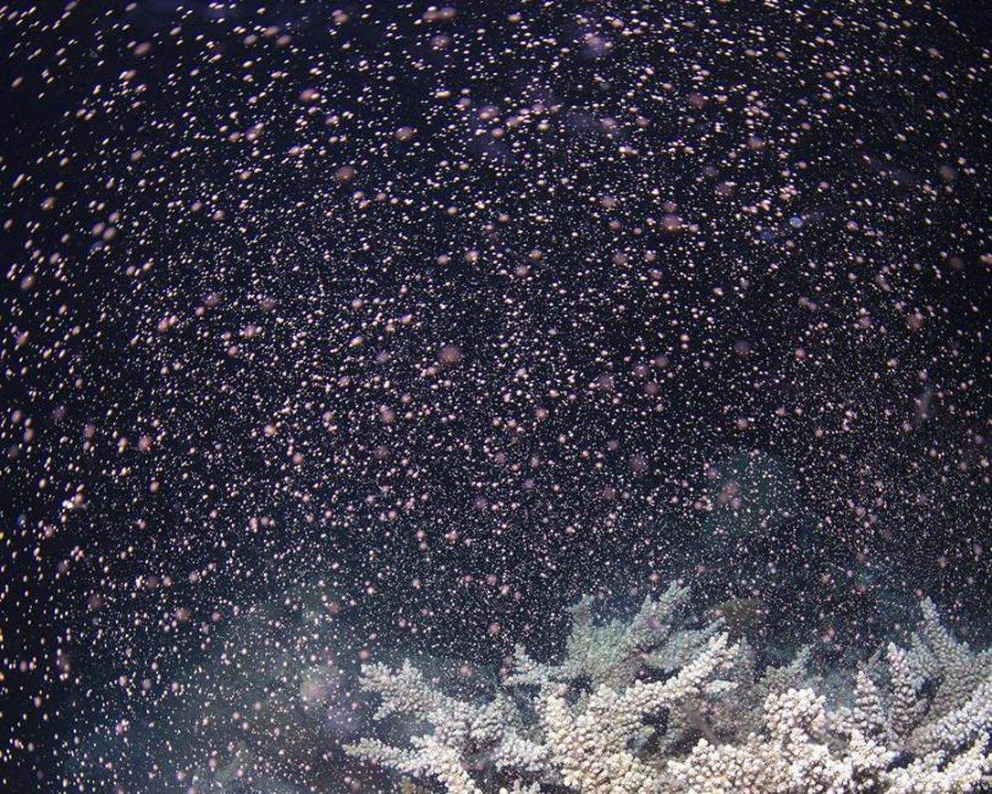 Corals fertilize billions of offspring by casting sperm and eggs into the Pacific Ocean off the Queensland state coastal city of Cairns, Australia on Nov. 23.